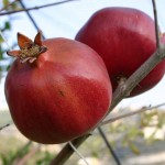 Rosh Hashanah: A National (not Personal) Holiday