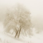 The Deep Freeze of Liberty: By Moshe Feiglin