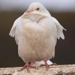 Dynamite Doves? Blazing Butterflies? By Moshe Feiglin